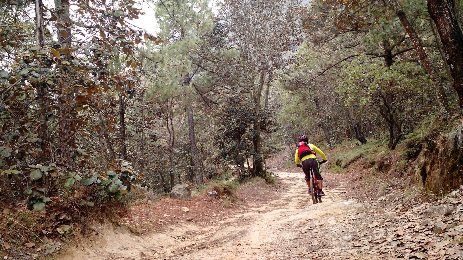 Bosque de pinos con niebla en Amealco