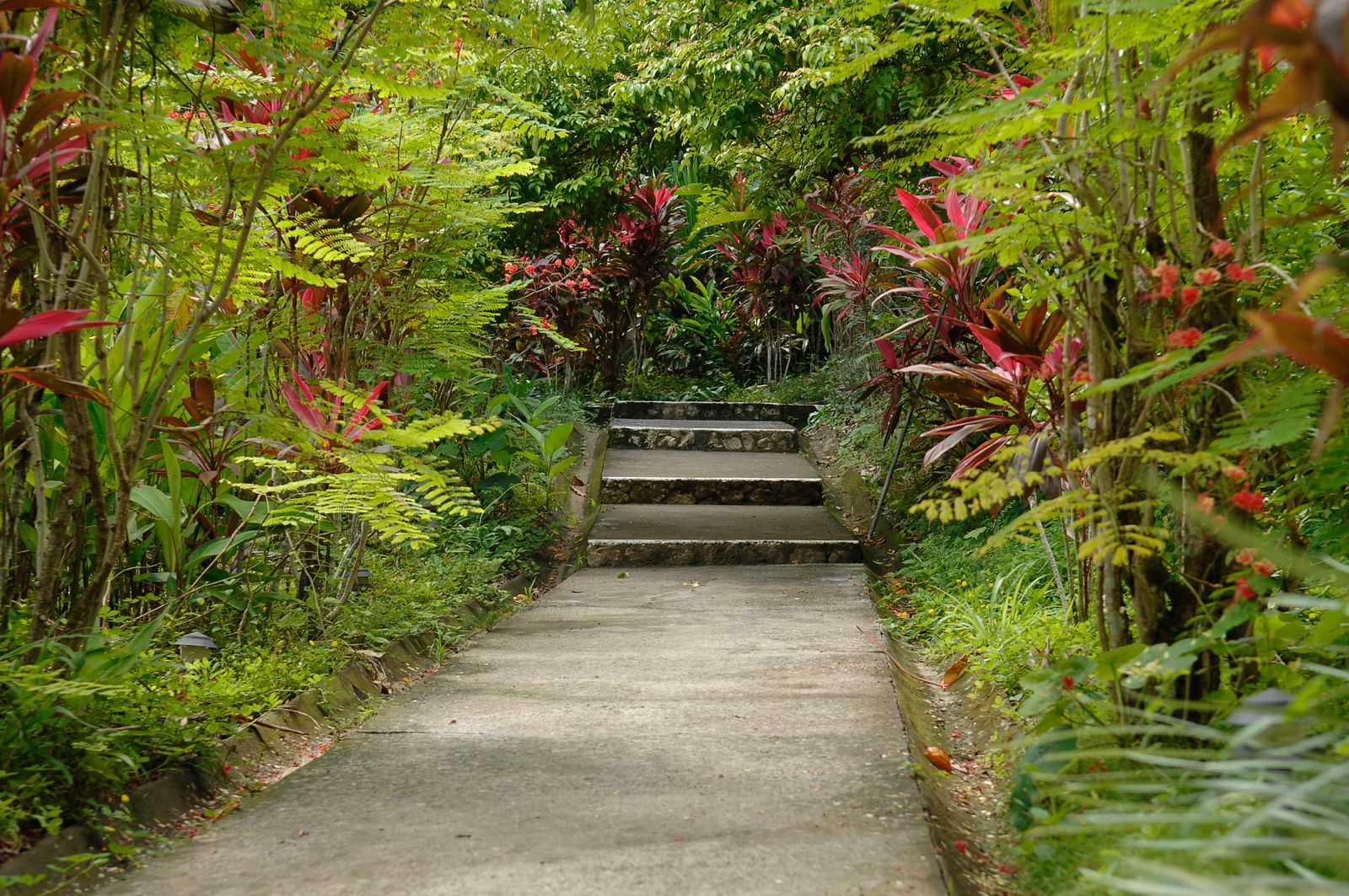 Sendero entre jardines tropicales